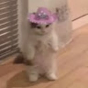 Meet your Posher, America